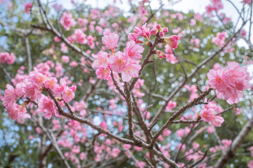 沖縄で日本一早く開花するピンク色の寒緋桜の花	