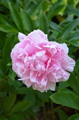Pink peony flower with its dark green foliage, close up.