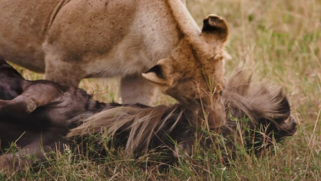 Close up tired lioness with bloody killed wildebeest in desert of Kenya. Shooting near predatory dangerous female lion. Unique documentary shots in collection about wild lion.