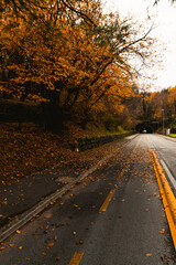 autumn in the park