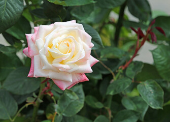 White pink Rose