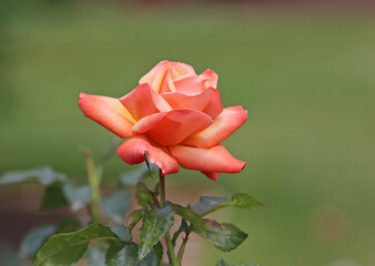 Rose on green background