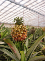 Close-up of pineapple growing in commercial greenhouse.