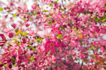 Fototapeta na wymiar pink apple blossom flowers
