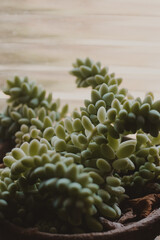 vertical succulent plant