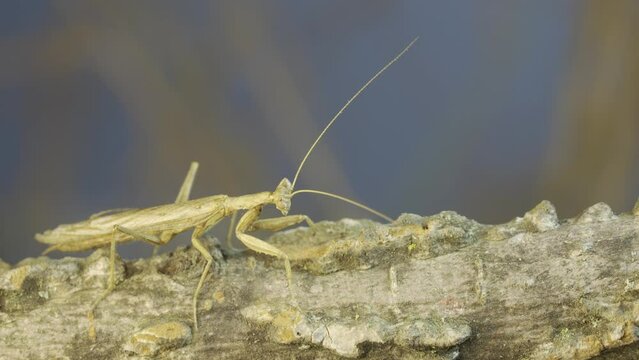 Male praying mantis walks on tree branch and looks around. Crimean praying mantis (Ameles heldreichi)