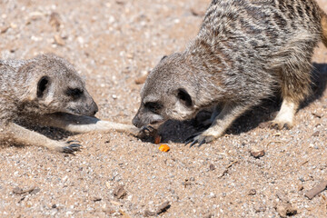 Meerkats (suricata suricatta)
