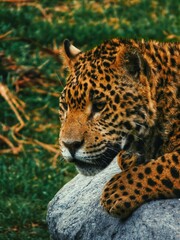 jaguar in zoo