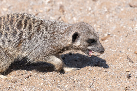 Close up portrait of a meerkat (suricata suricatta)
