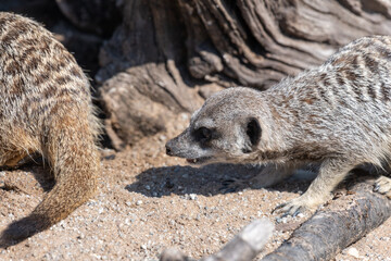 Portrait of a meerkat (suricata suricatta)