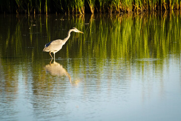 great blue heron