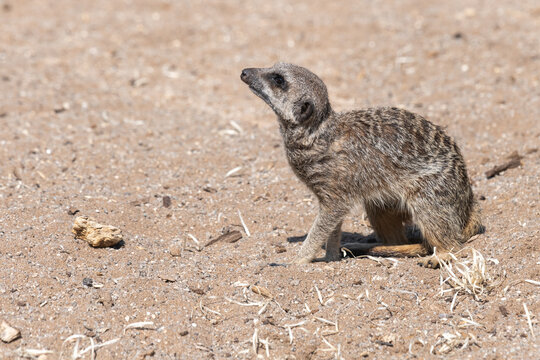 Close up of a meerkat (suricata suricatta) sitting on the ground