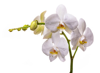 Plakat A branch of a white orchid with flowers and buds on a white background. Isolate