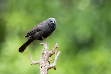 The Chopi Blackbird also know Grauna perched on the branch. Species Gnorimopsar chopi. Animal world. Birdwatching. Birding