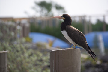 BAHAMAS PANORAMIC TURISTIC