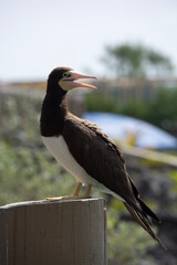 BAHAMAS PANORAMIC TURISTIC