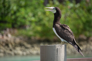 BAHAMAS PANORAMIC TURISTIC