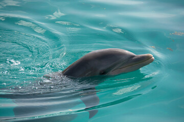 Obraz premium BAHAMAS PANORAMIC TURISTIC