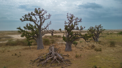ÎLES DU SALOUM, SENEGAL BAOBAB