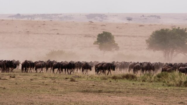 Wild wildebeest herd in the savanna of Kenya. Unique videos taken during safari. Footage in collection about wildebeest.
