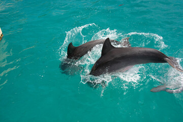 BAHAMAS PANORAMIC TURISTIC