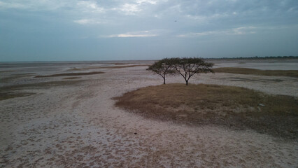 ÎLES DU SALOUM, SENEGAL BAOBAB
