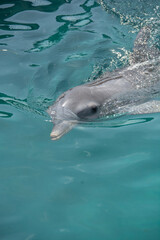 Obraz premium BAHAMAS PANORAMIC TURISTIC