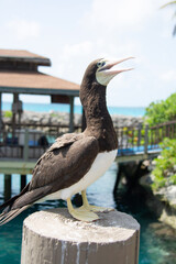 BAHAMAS PANORAMIC TURISTIC