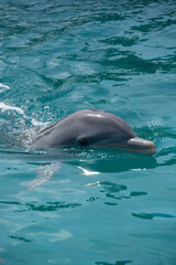 Obraz premium BAHAMAS PANORAMIC TURISTIC