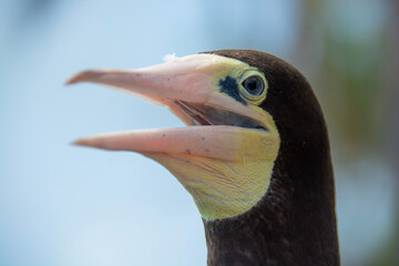 BAHAMAS PANORAMIC TURISTIC