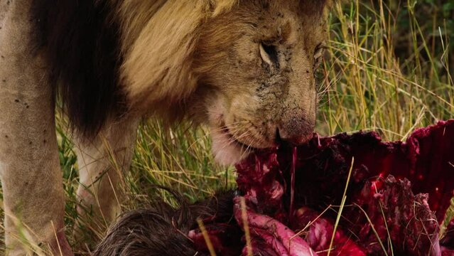 Bloody Male African Lion eats and chews a recently killed Buffalo in the African savannah, close up.