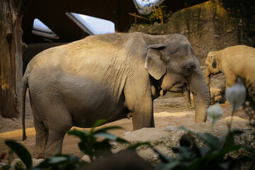 Fototapeta premium elephants in the wild