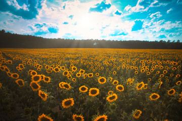 Fototapeta premium Sonnenblumenfeld - Sunflower - Field - Ecology - Environment - Agriculture - High quality photo - Bioeconomy - Photo Wallpaper 