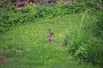 rabbit in the grass