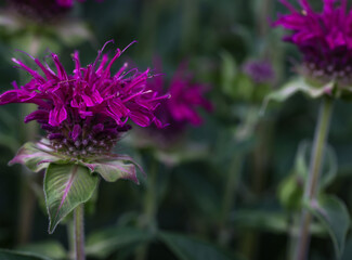 Brilliant pink bee balm plant, monarda didyma, blooming under the afternoon sun	