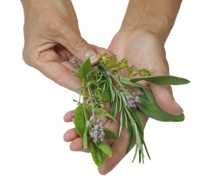 Hands holding and offering a bunch of fresh cut organic herbs including rosemary mint sage and thyme transparent png file