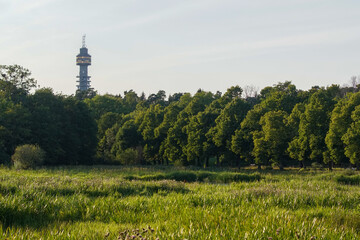 Obraz premium landscape with trees