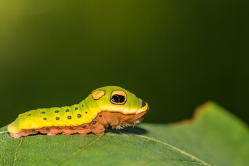 Spicebush Swallowtail Caterpillar - Papilio troilus
