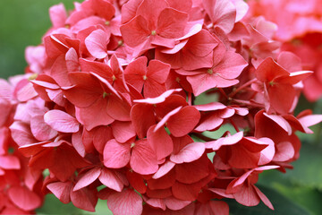 Hydrangea Macrophylla. Blooming Hydrangea close-up in the summer. Lush flowering pink Hortensia and...