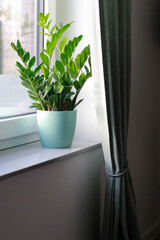 Zamioculcas plant in a pot on windowsill at day light