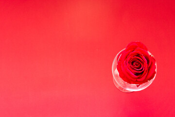 Red rose, one wine glass lie on a red background, Copy space. 