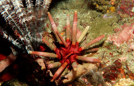 Lance urchin, Phyllacanthus imperialis, Indonesia, Indian Ocean, Komodo National Park
