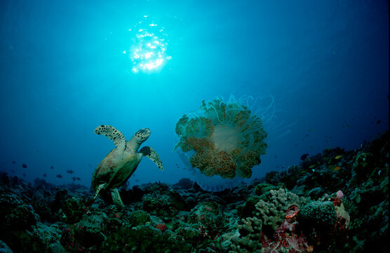 Hawksbill turtle eating jellyfish, Eretmochelys imbricata, Maldives Island, Indian Ocean, Ari Atol, Maayafushi