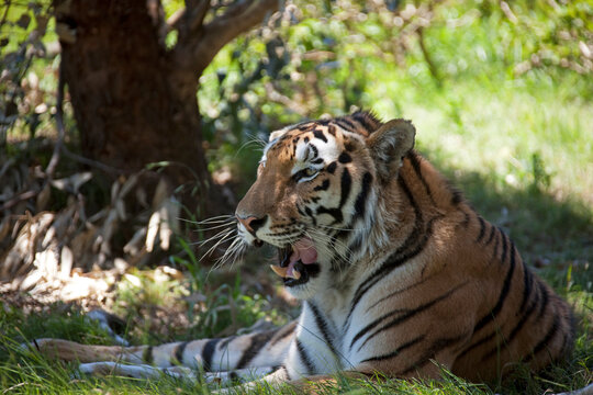 Snarling tiger (Panthera tigris) lies in the shadow, South Africa