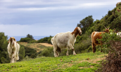 Obraz na płótnie Canvas Herd of Sheep on the green grass by the Sea Coast. Sardinia, Italy. Cloudy Sky