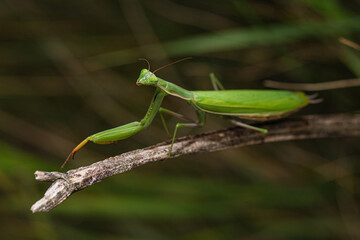 Adult green female of Praying Mantis (Mantis religiosa) sitting on a dried plant stem