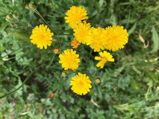 dandelions in the grass