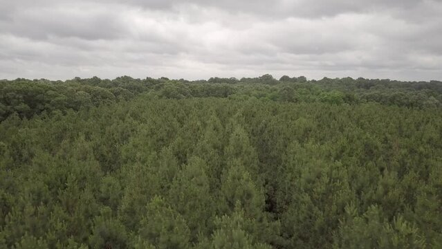 Aerial Over Forest On a Cloudy Day