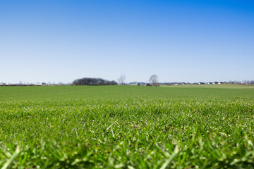 A field with young wheat seedlings. Young green wheat growing in the soil. The concept of natural farming and agriculture.