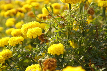 yellow flowers of grass